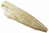 Fossil Plesiosaur (Zarafasaura) Tooth - Morocco #296370-1